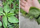 Planta pe care o calcam in picioare insa habar nu avem de proprietatile ei! Este cel mai bun tratament