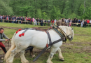 Dezvăluiri șocante despre moartea calului campion: „L-a forțat pe Falko să tragă 10 minute în plus, spre deliciul mulțimii”