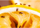 Capcana care te scapă de musculițe. Combini aceste două ingrediente și le elimini fără bătăi de cap