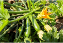 Cel mai bun îngrășământ natural pentru dovleceii din grădină. Folosește-l și vei avea cea mai bogată recoltă
