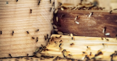 Fără lămâie și fără produse chimice: trucul simplu pentru a elimina furnicile din casă în scurt timp