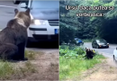 Imagini revoltătoare pe un drum din Argeș. Un șofer a încercat să lovească un urs cu mașina