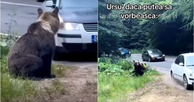 Imagini revoltătoare pe un drum din Argeș. Un șofer a încercat să lovească un urs cu mașina